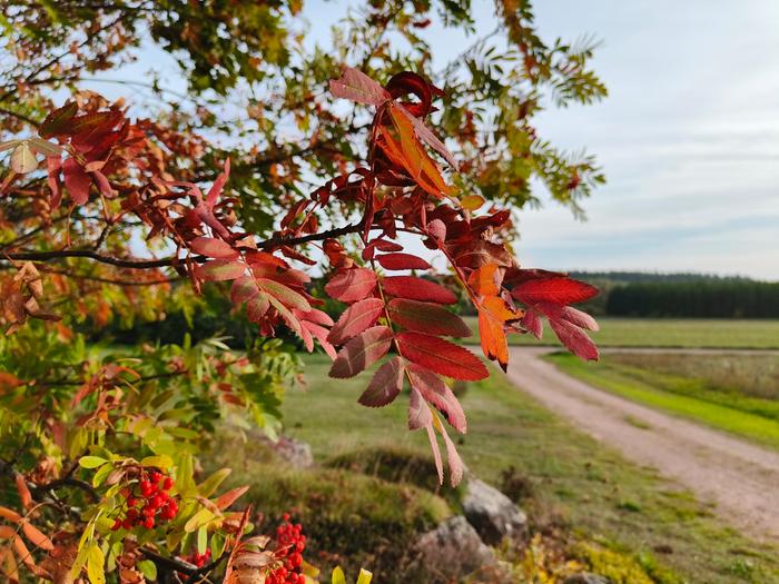 Syyskuu tuo jo ruskan värejä luontoon.