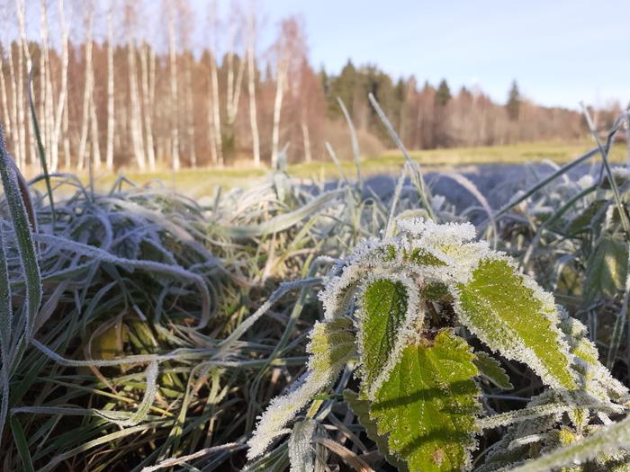 Kuuran kuorruttamaa kasvustoa auringonpaisteessa.