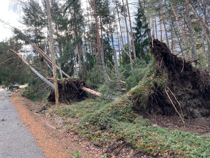 Lyly-myrsky kaatoi puita Satakunnassa Eurajoen Kuivalahdella.