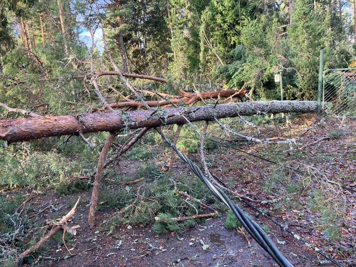 Voimakas Lyly-myrsky kaatoi puita ja katkoi sähköjä länsirannikolla.