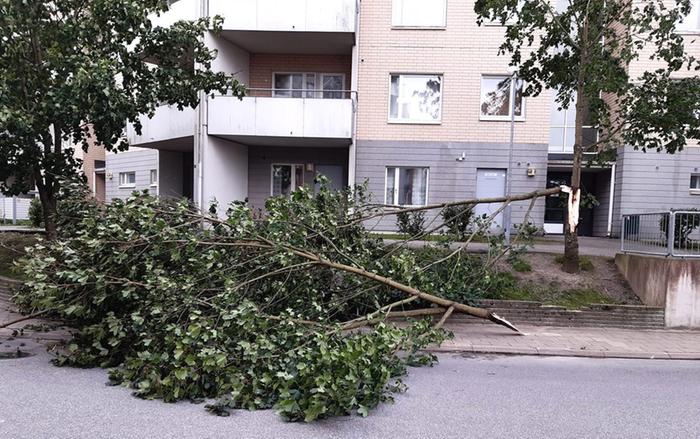 Syysmyrsky Aila oli kaatanut puun Turun Runosmäessä.