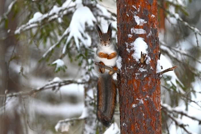 Orava lumisessa metsässä. 