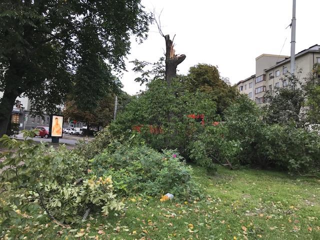 Aila-myrskyn tuhoja Hesperianpuistossa Helsingissä.