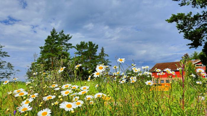 Päivänkakkaroita ja tummuva taivas Uudessakaupungissa.