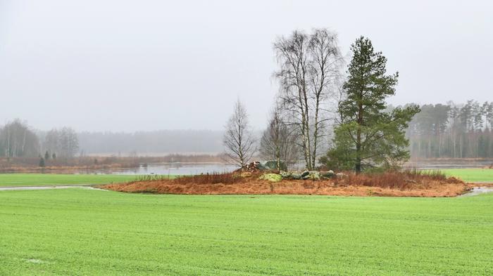 Vihreä pelto ja sumua joulupäivänä Vehmaalla.