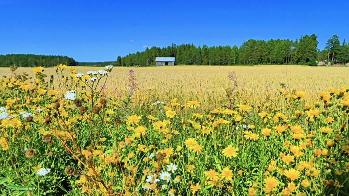 Aurinkoinen elokuun päivä Uudessakaupungissa.