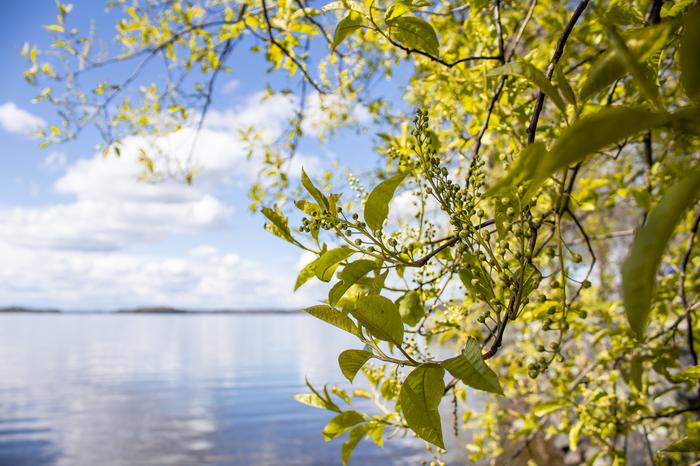 Tuomi kukki järven rannalla Hatanpään arboretumissa.