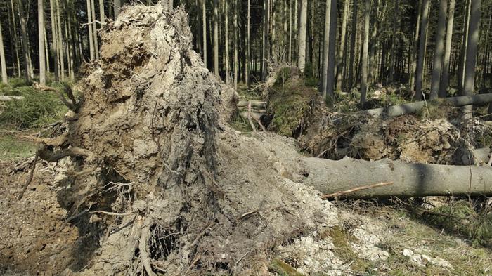 Konvektiivisiin säätapahtumiin liittyvät voimakkaat tuulen puuskat (yli 25 m/s) voivat kaataa puita ja aiheuttaa muutakin vahinkoa.