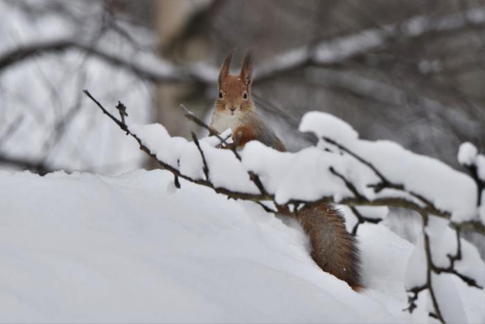 Orava lumisilla oksilla.
