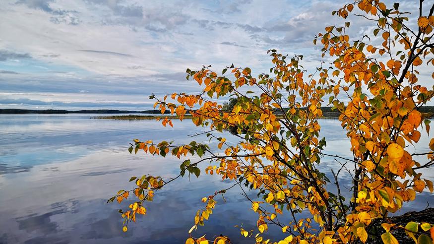 Syyssää vyöryy Suomeen viikonlopuksi: Luoteisvirtaus puhaltaa kylmää ilmaa – hallaa ja yöpakkasia tulossa