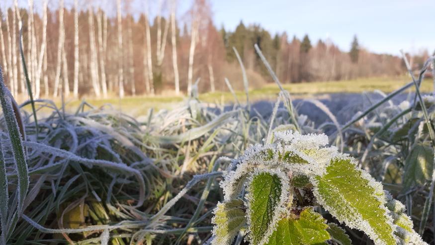 Loppuviikon sää: Lappiin voi tulla jopa 10–20 senttimetriä lunta – hallaa ja yöpakkasia ajoittain etelässä asti