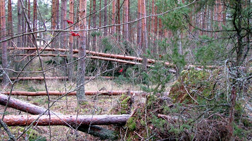 Mitä Suomen ilmatilassa oikein tapahtuu? Marraskuussa myrskytuulia jo seitsemänä päivänä, ja lisää on tulossa