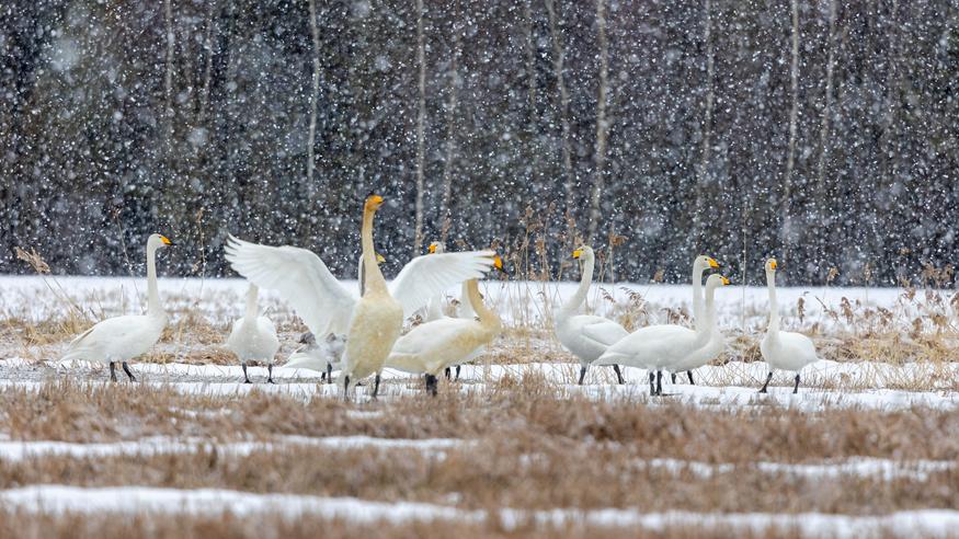 Suomeen sateita kuin liukuhihnalta – ylittyykö 10 astetta viikon aikana?