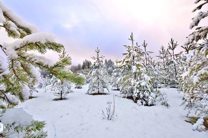 Ensilumi Etelä-Suomessa marraskuussa. Ensilumen määritelmä täyttyy, jos aamun mittauksissa lunta on vähintään 1 cm. 