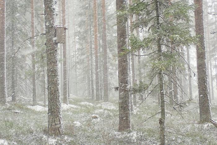 Lumisade voi yllättää luonnossa liikkujan vielä toukokuussakin.